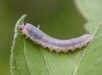 Monostegia abdominalis